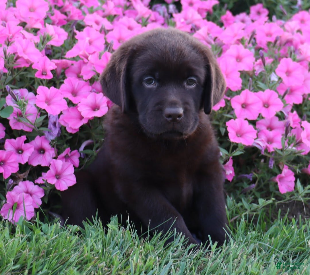 Labrador Retriever dogs for sale: Tulip - Image 2