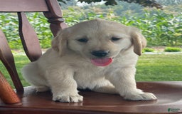 Golden Retriever dogs for sale: Friendly Fern - Image 12