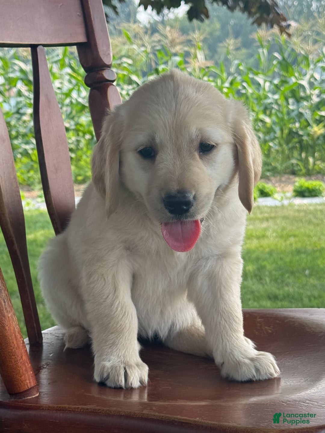 Golden Retriever dogs for sale: Friendly Fern - Image 12