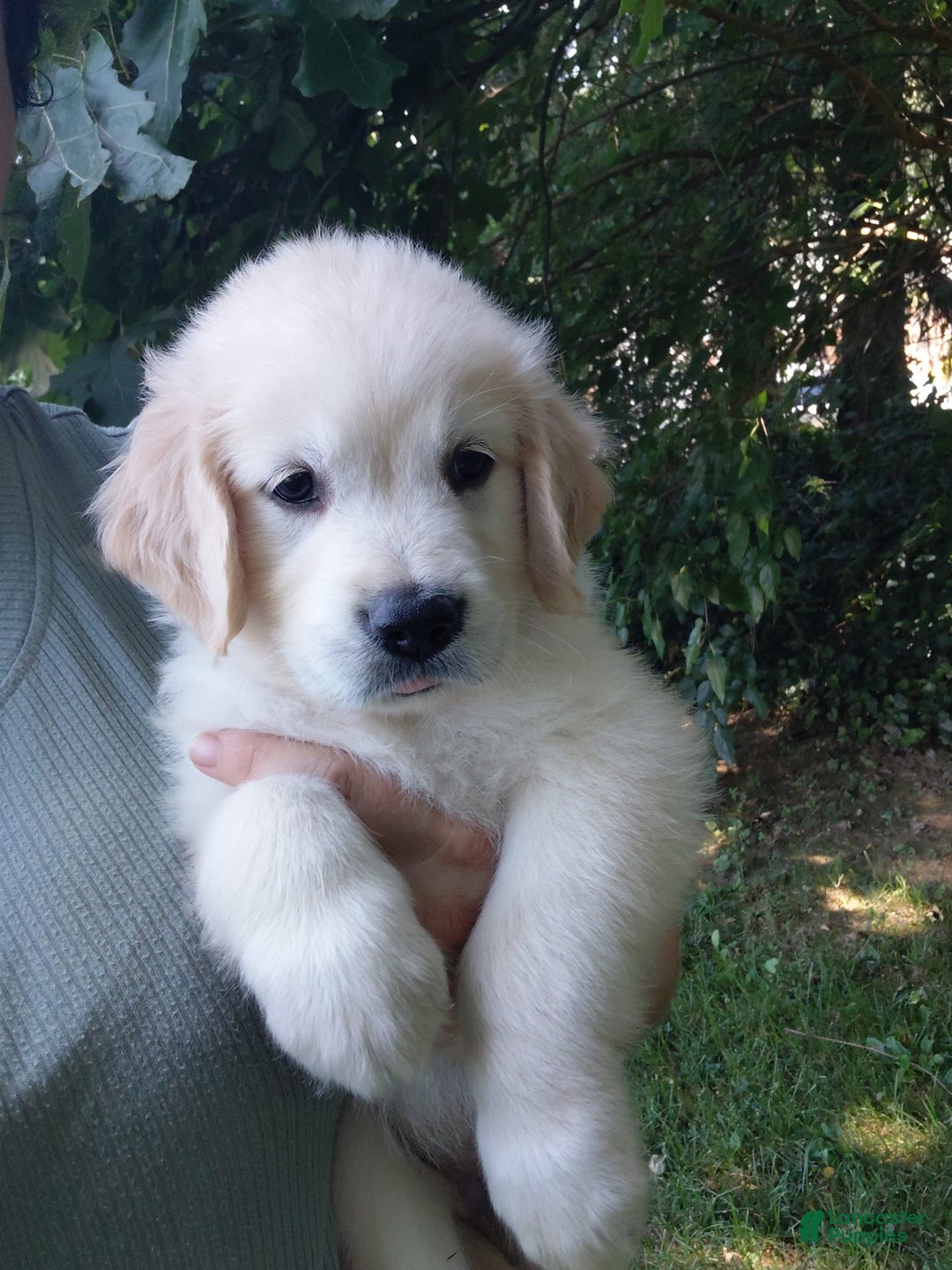 Golden Retriever dogs for sale: Poppy - Image 23