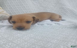Miniature Dachshund dogs for sale: Barley - Image 11