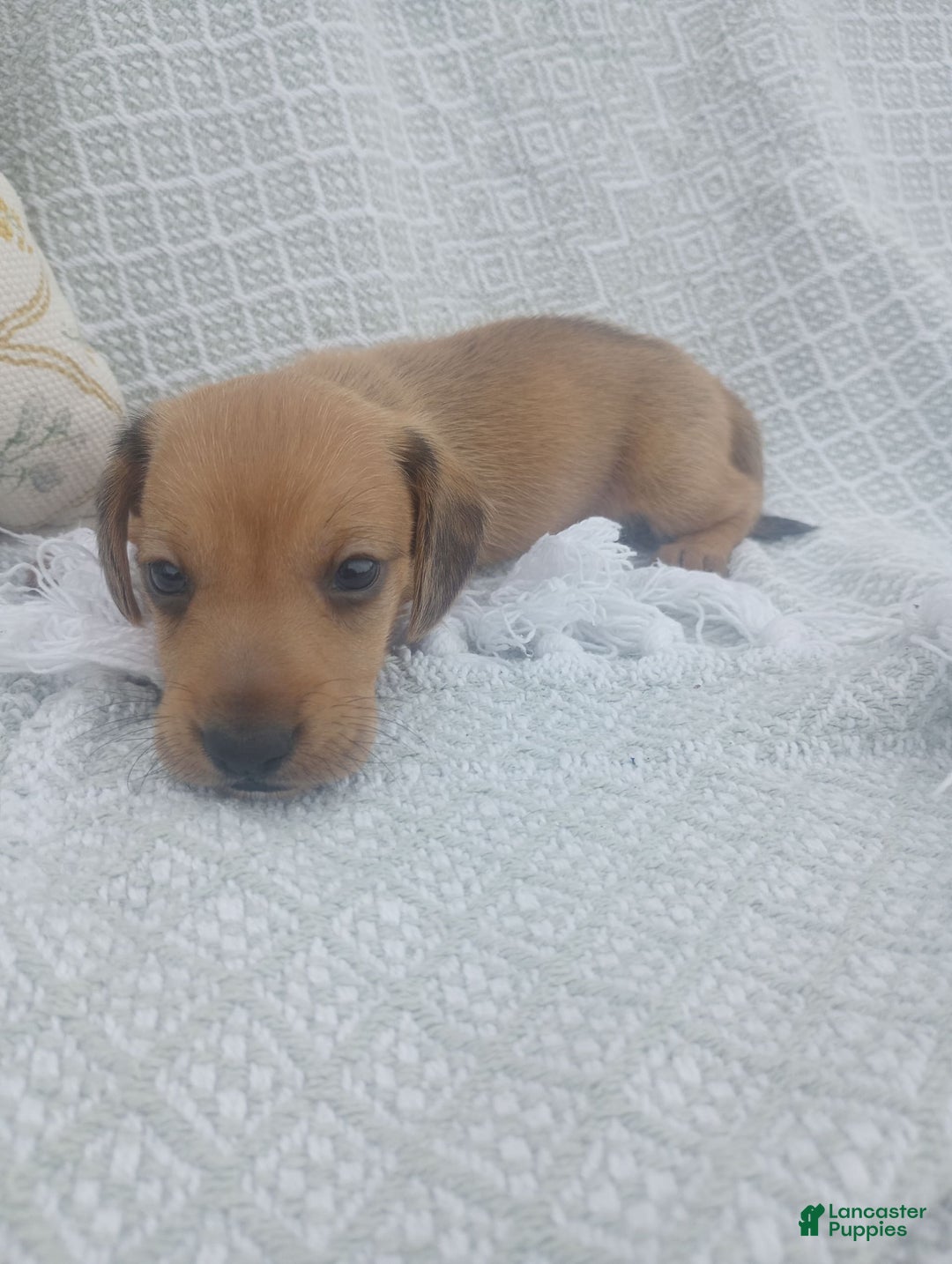 Miniature Dachshund dogs for sale: Barley - Image 11