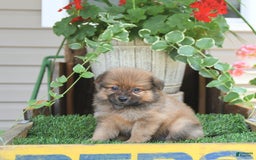 Pomeranian dogs for sale: Fred - Image 7