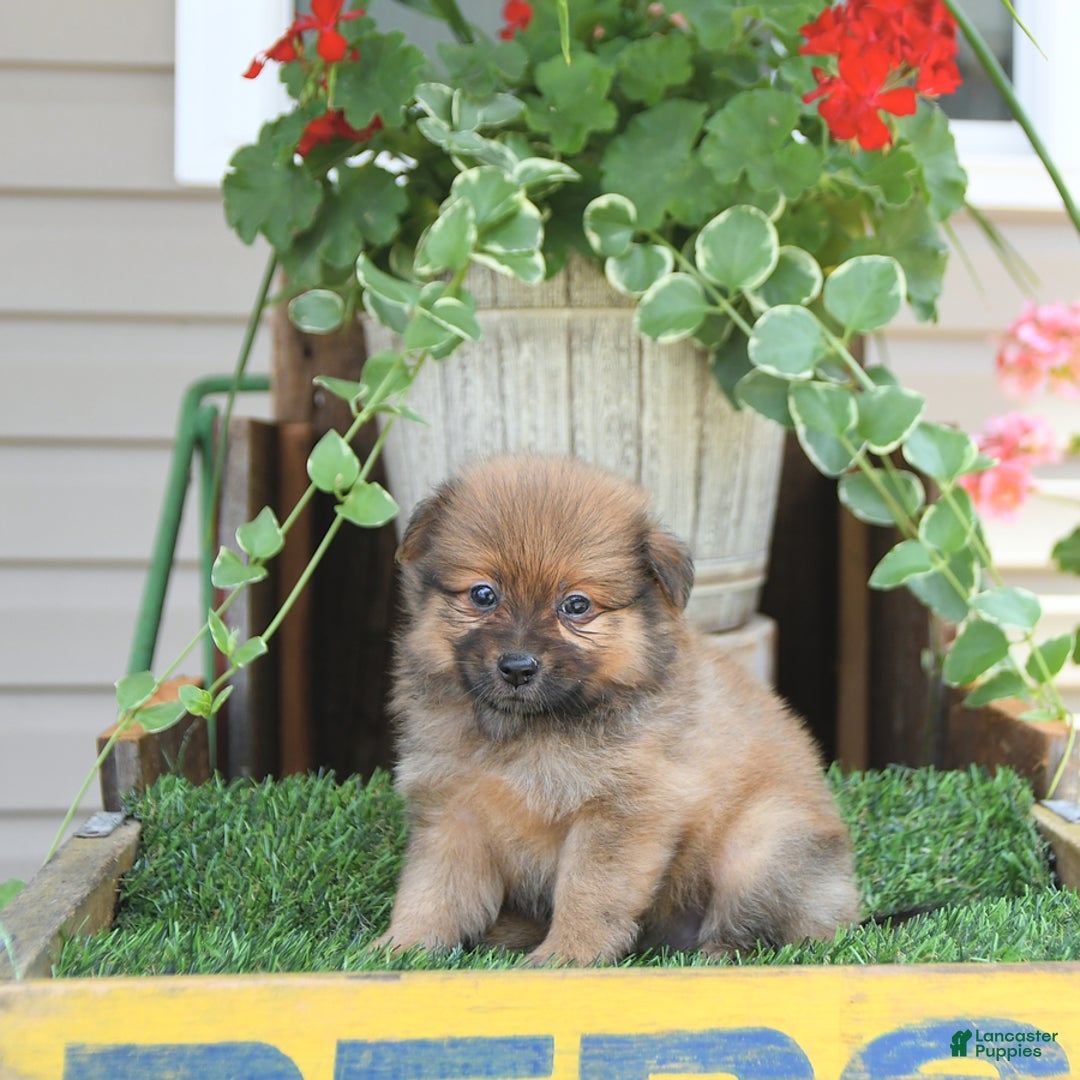 Pomeranian dogs for sale: Fred - Image 7