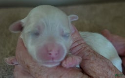 Maltese dogs for sale: Titan - Image 15