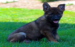 German Shepherd dogs for sale: Rolf - Image 15