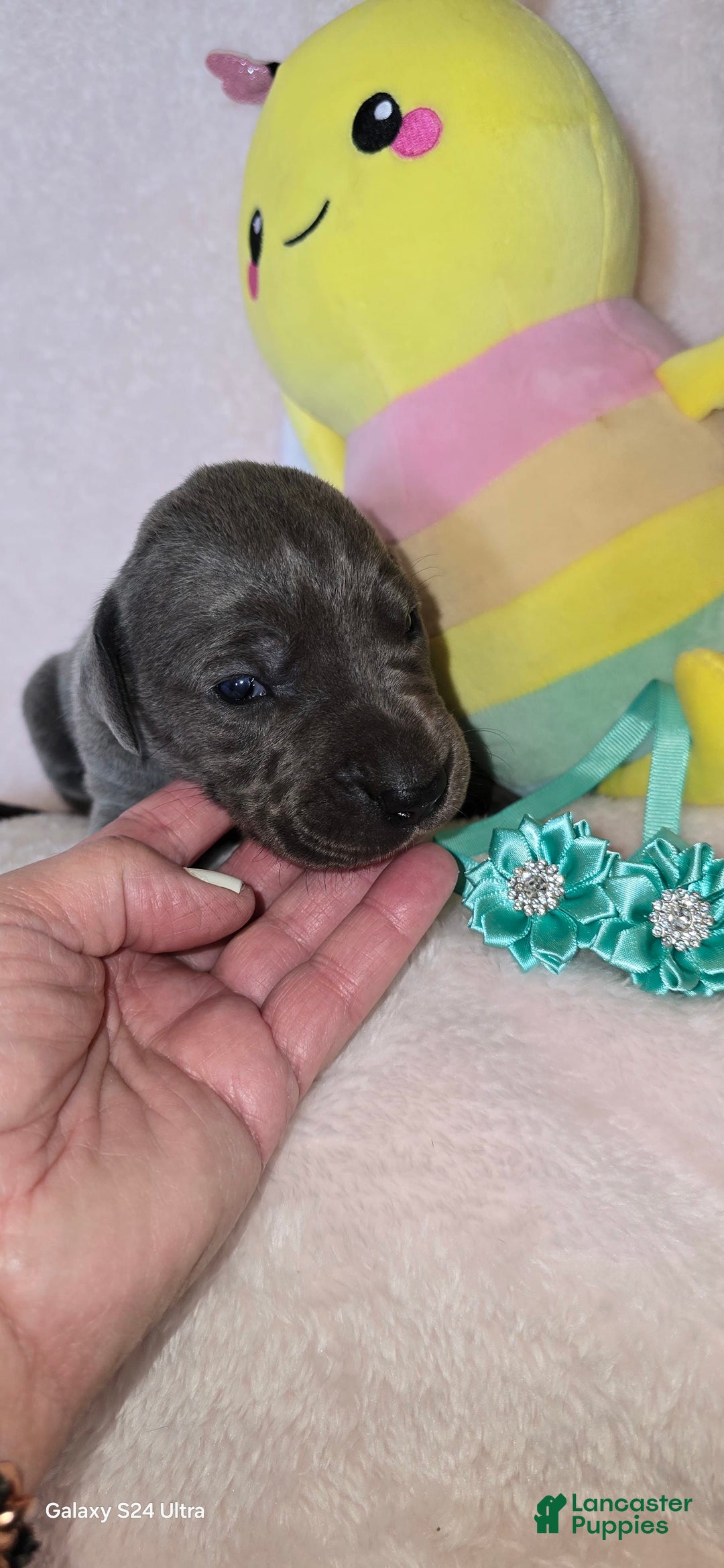 Great Dane dogs for sale: Sky - Image 11