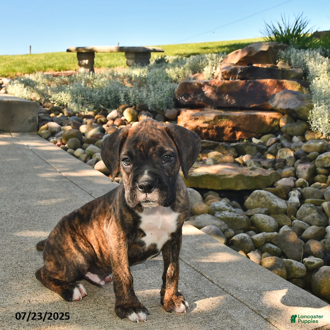 Boxer dogs for sale: Diesel - Image 5