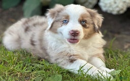 Australian Shepherd dogs for sale: Australian Shepherd 4 puppies - Image 4