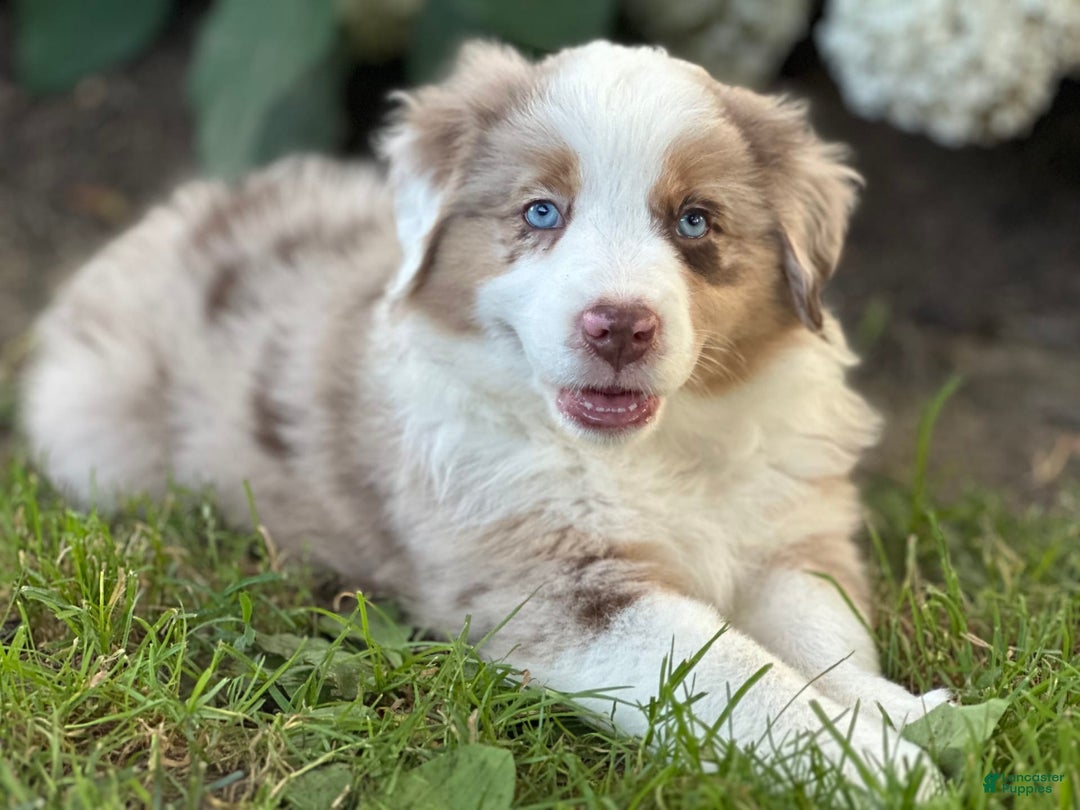 Australian Shepherd dogs for sale: Australian Shepherd 4 puppies - Image 4