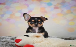 Chihuahua dogs for sale: Truman - Image 8
