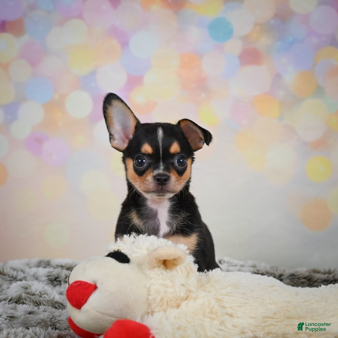 Chihuahua dogs for sale: Truman - Image 8