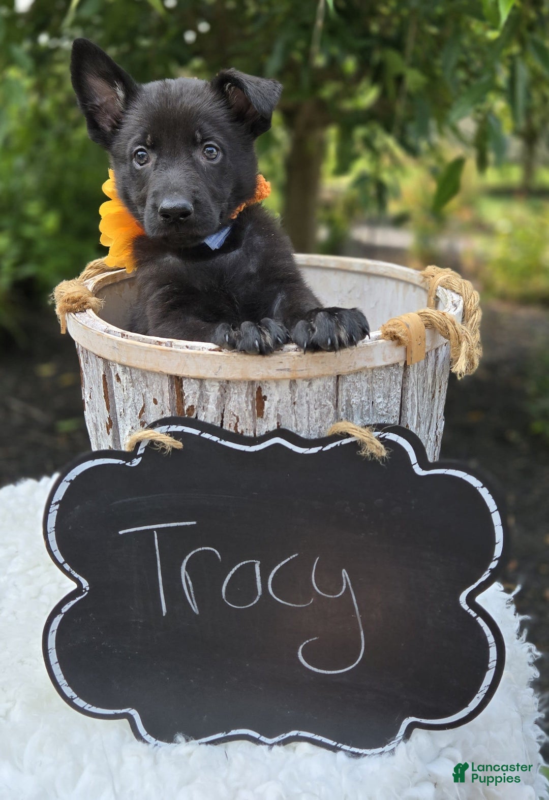 German Shepherd dogs for sale: Tracy - Image 4