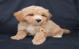 Bichpoo dogs for sale: Benny - Image 2