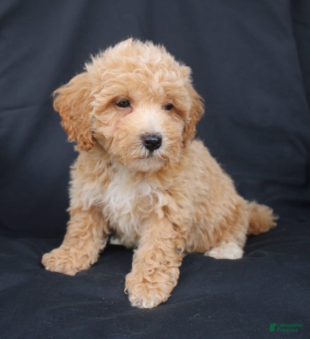 Bichpoo dogs for sale: Benny - Image 2