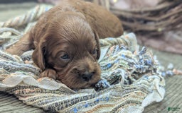 Cavapoo dogs for sale: Zeus - Image 6