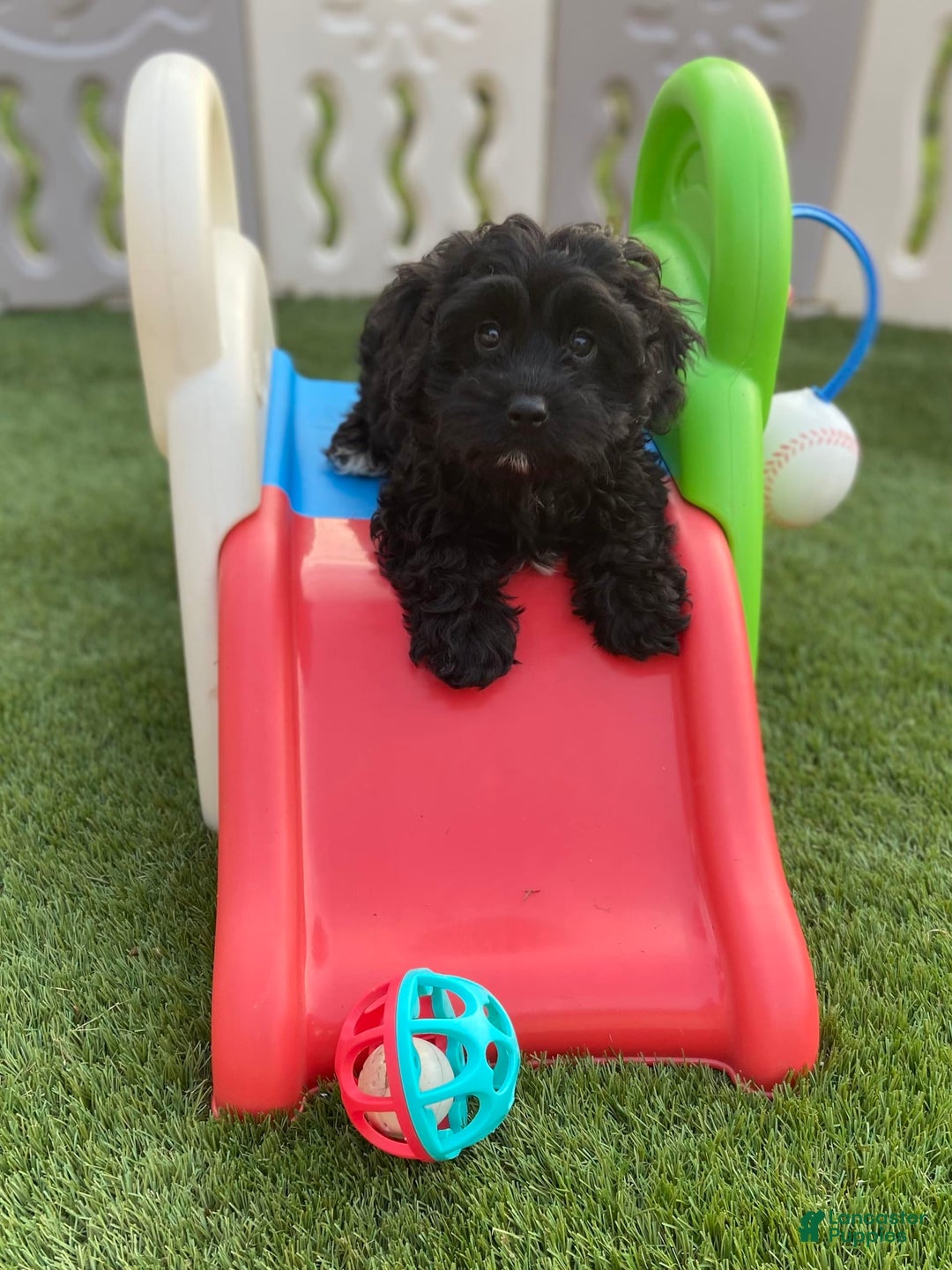 Cavapoo dogs for sale: Patsy - Image 1