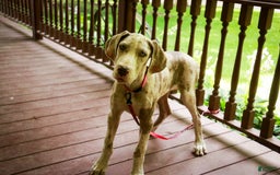 Great Dane dogs for sale: Jovie - Image 10