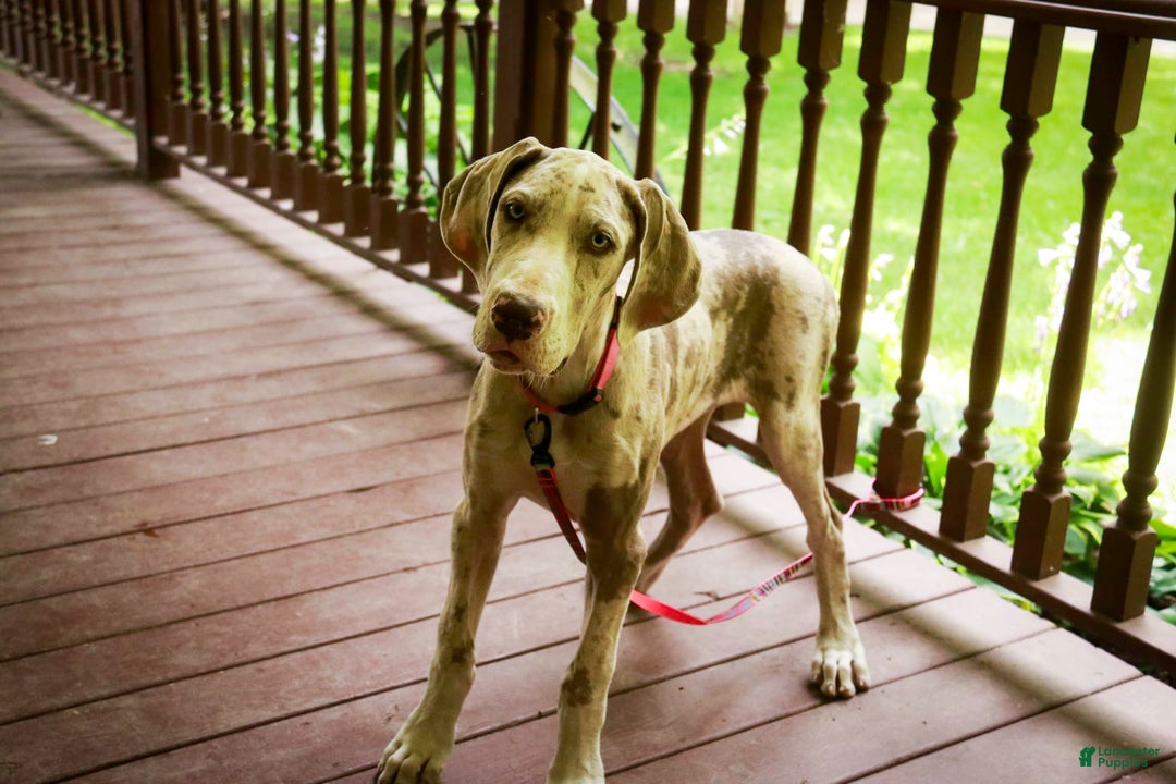 Great Dane dogs for sale: Jovie - Image 10