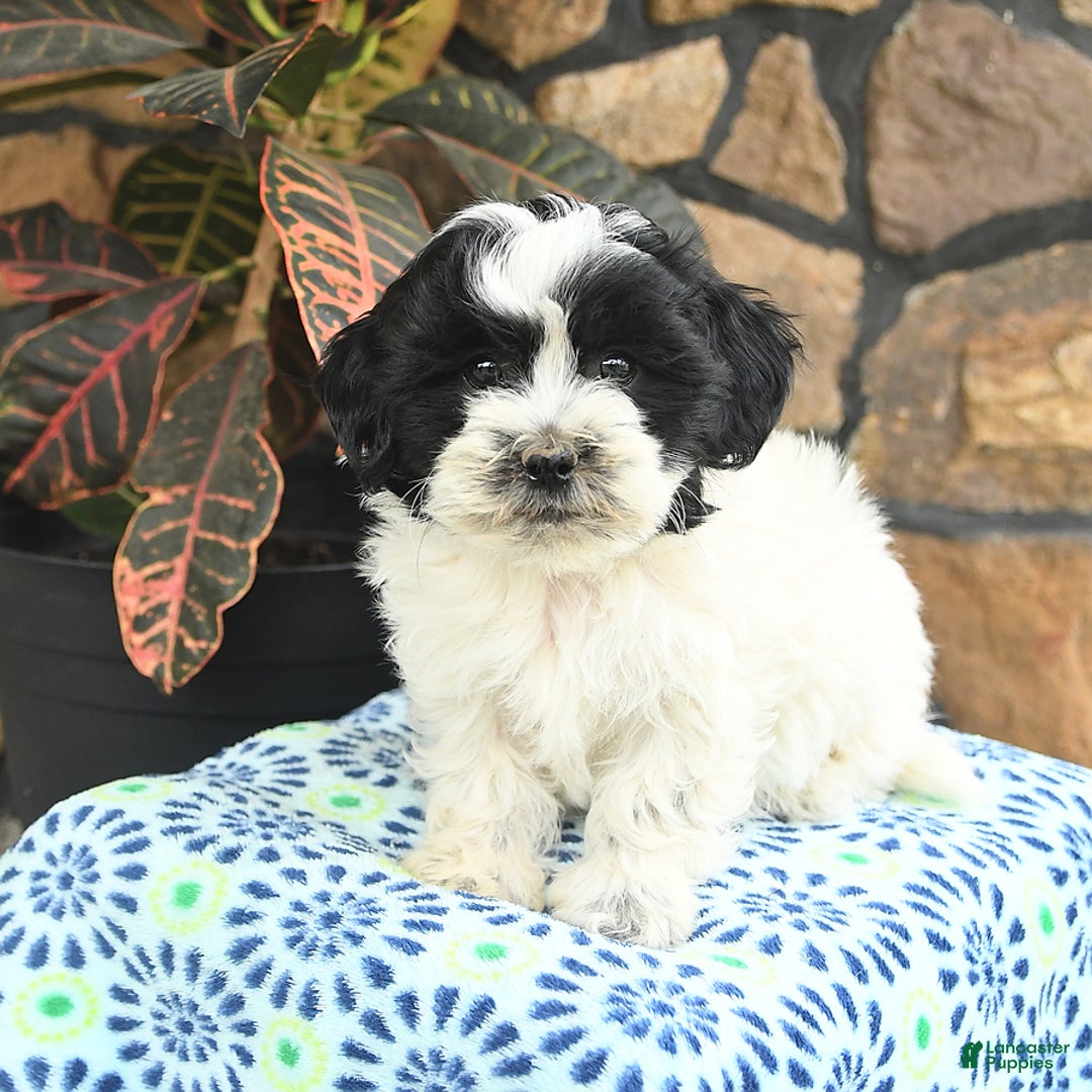 Teddy Bear dogs for sale: Baxter - Image 2