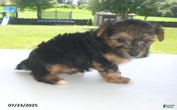 Yorkiepoo dogs for sale: Sammy - Image 15