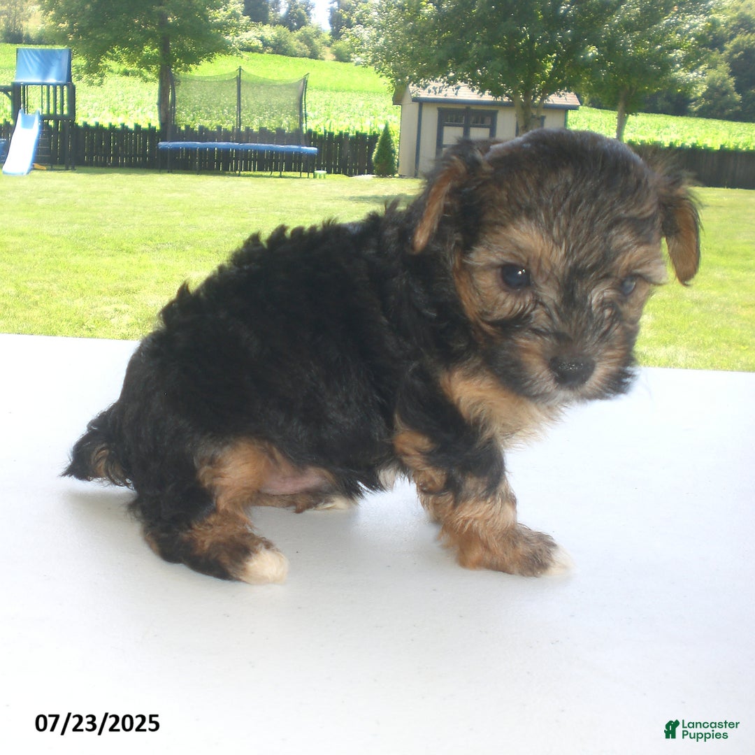 Yorkiepoo dogs for sale: Sammy - Image 15