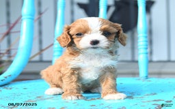 Cavapoo dogs for sale: Amber - Image 1