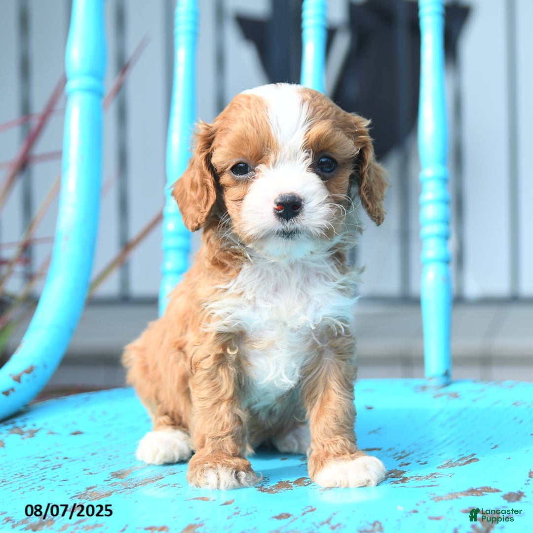 Cavapoo dogs for sale: Amber - Image 1
