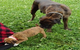 Boxer dogs for sale: Rocket - Image 1