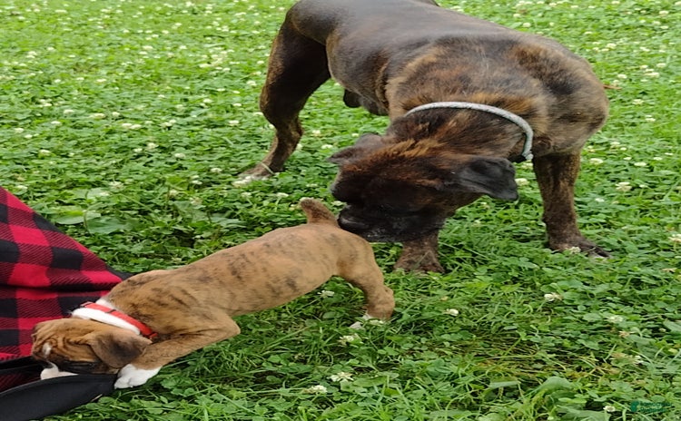 Boxer dogs for sale - Ad 4