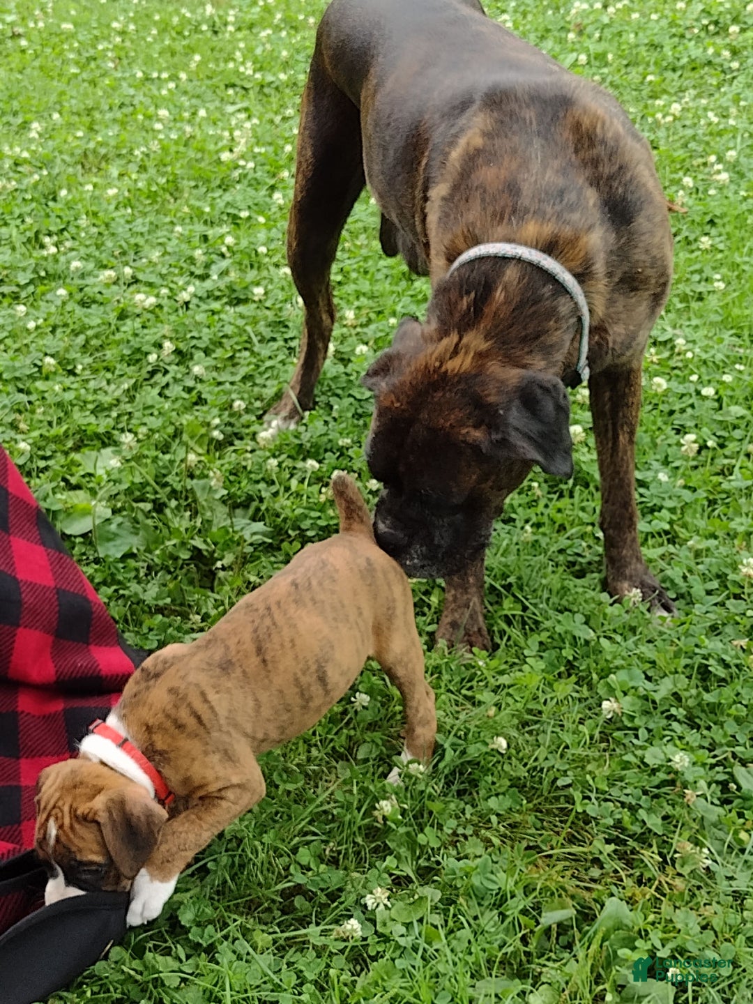 Boxer dogs for sale: Rocket - Image 1