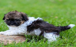 Miniature Poodle dogs for sale: Loki - Image 5