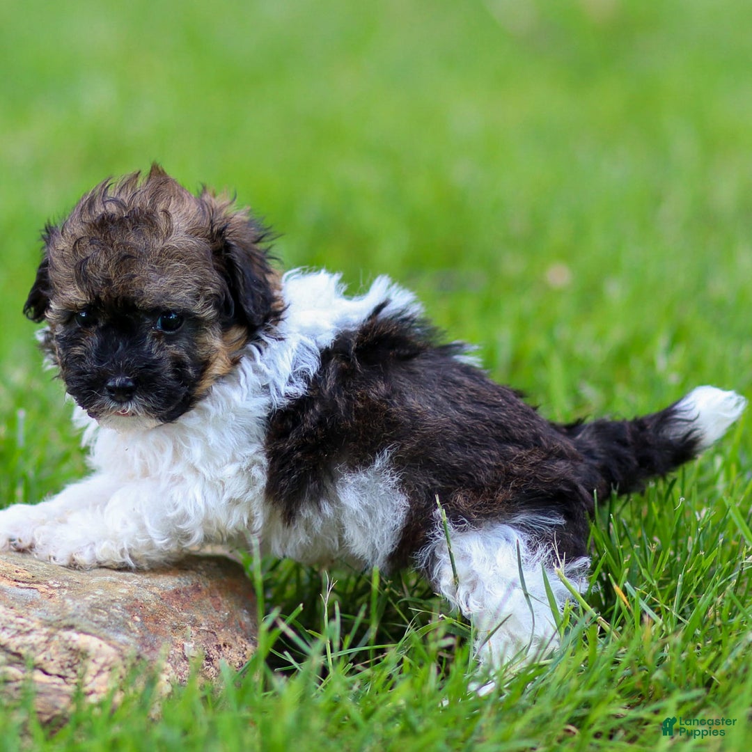 Miniature Poodle dogs for sale: Loki - Image 5