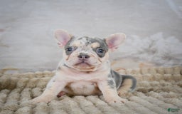 French Bulldog dogs for sale: Remi - Image 3