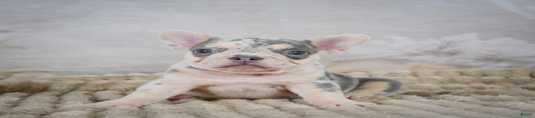 Remi