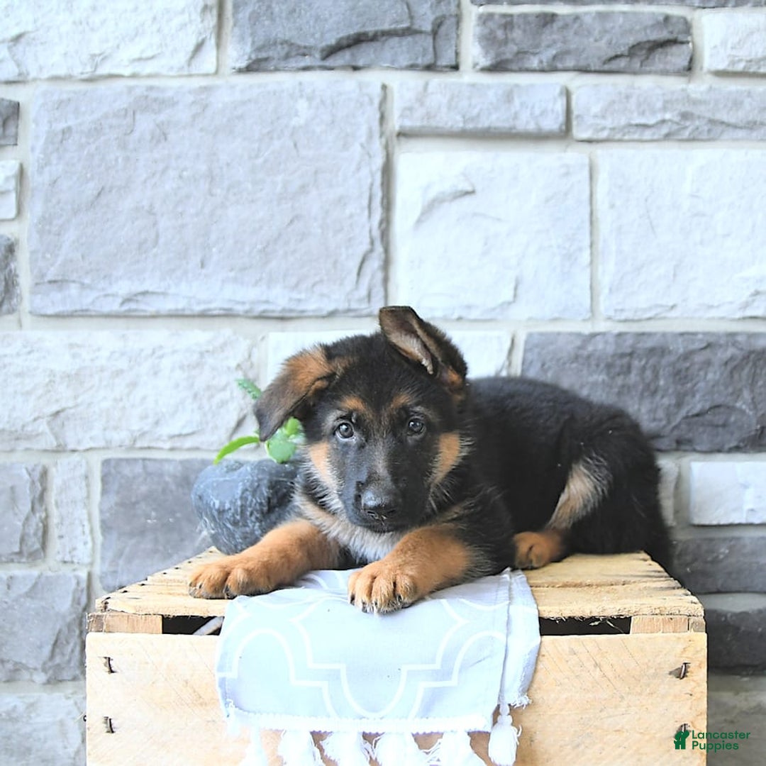 German Shepherd dogs for sale: Zane - Image 4