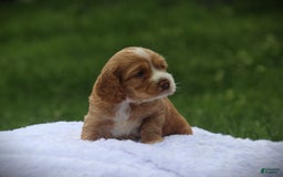 Cocker Spaniel dogs for sale: McKinley - Image 1