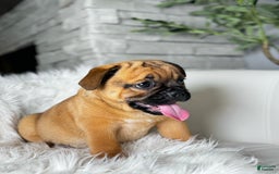 Beabull dogs for sale: Beabull 5 puppies - Image 3