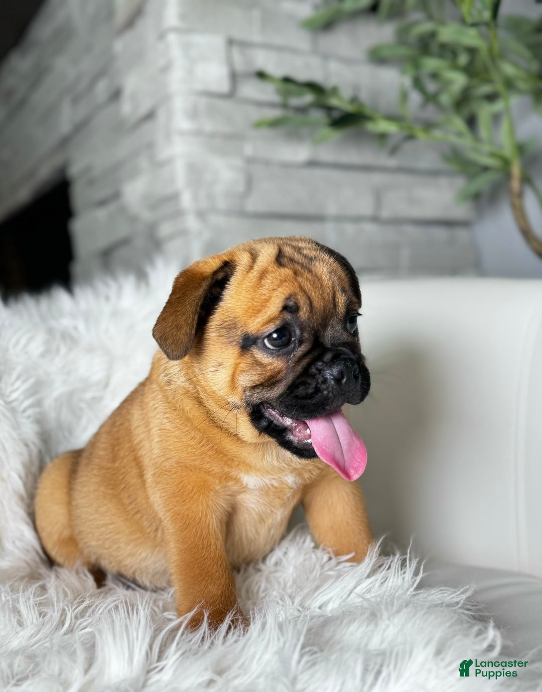 Beabull dogs for sale: Beabull 5 puppies - Image 3