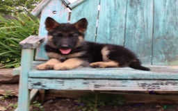 German Shepherd dogs for sale: Bella - Image 11