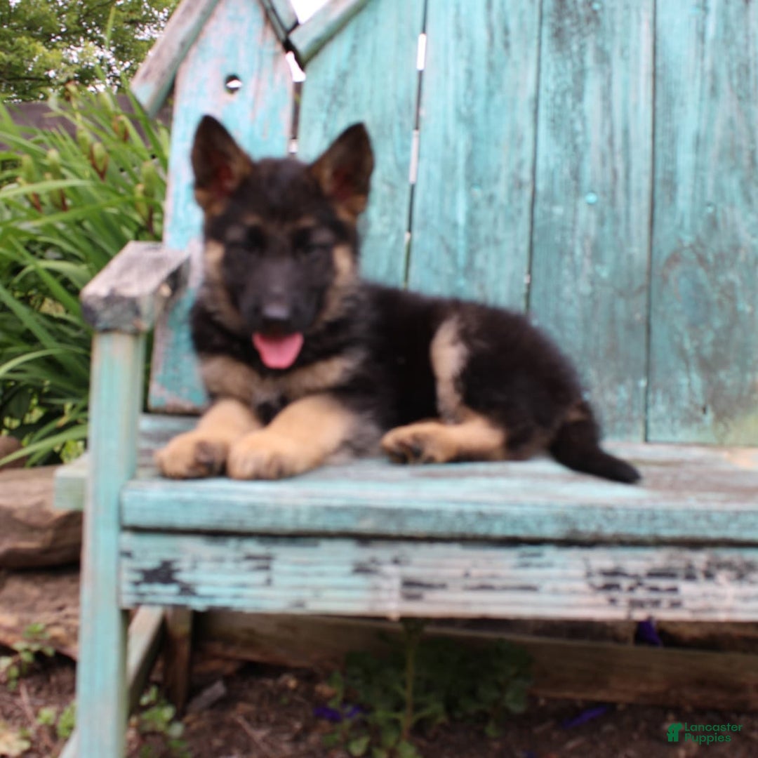 German Shepherd dogs for sale: Bella - Image 11