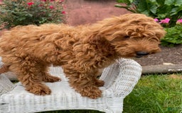 Mini Goldendoodle dogs for sale: Lilac - Image 5