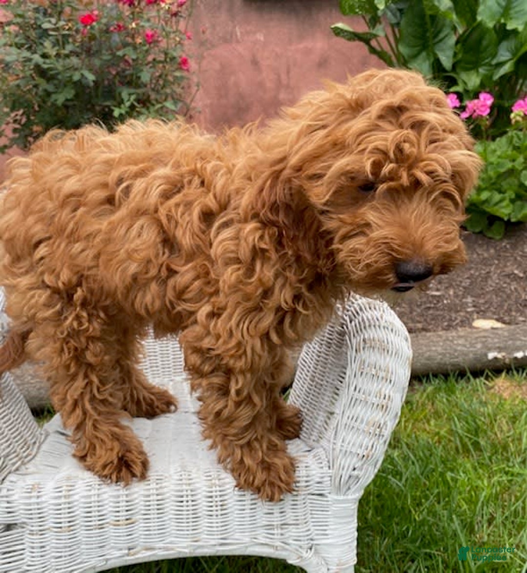 Mini Goldendoodle dogs for sale: Lilac - Image 5