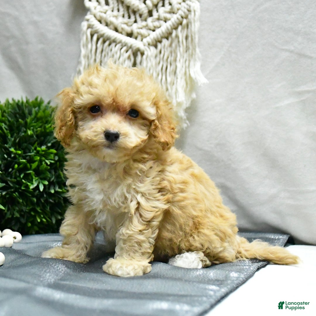 Bichpoo dogs for sale: Cody - Image 2