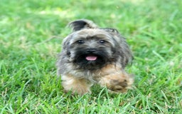 Havapoo dogs for sale: Wendell - Image 20