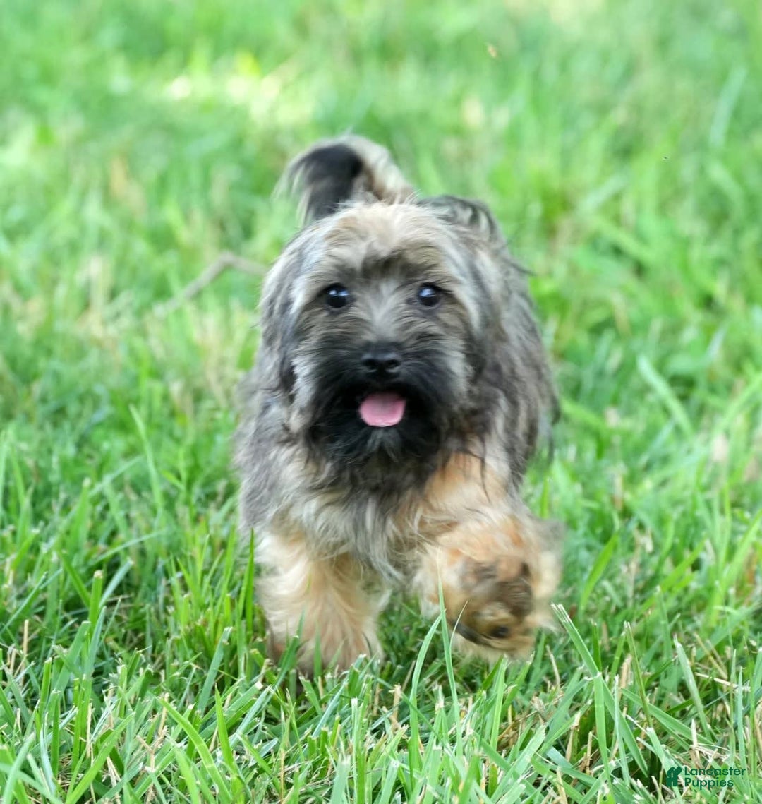 Havapoo dogs for sale: Wendell - Image 20