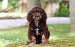 Cockapoo dogs for sale: Kane - Image 11