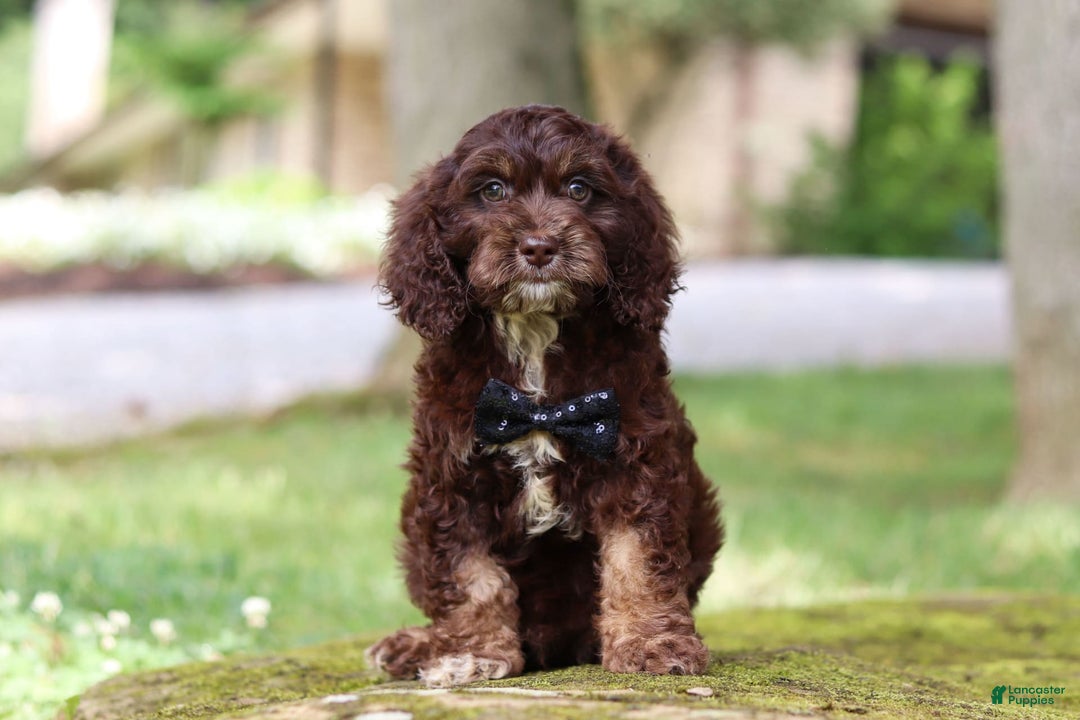 Cockapoo dogs for sale: Kane - Image 11