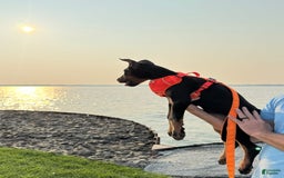 Doberman Pinscher dogs for sale: Banana - Image 5