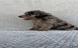 Mini Aussiedoodle dogs for sale: Hazel - Image 5